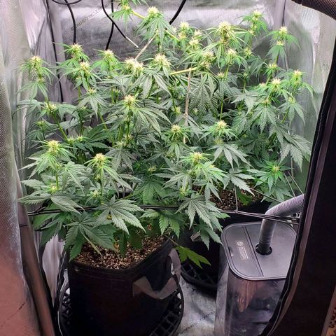 Speakeasy Sidecar Auto Front Pot X growlog timeline photo