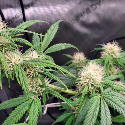 Speakeasy Sidecar Auto Front Pot X growlog timeline photo