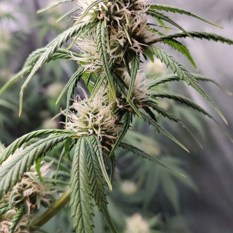 Speakeasy Sidecar Auto Front Pot X growlog timeline photo