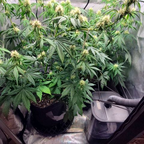 Speakeasy Sidecar Auto Front Pot X growlog timeline photo