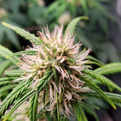 Speakeasy Sidecar Auto Front Pot X growlog timeline photo