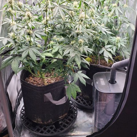 Speakeasy Sidecar Auto Front Pot X growlog timeline photo