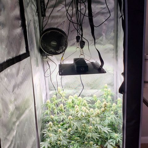 Speakeasy Sidecar Auto Front Pot X growlog timeline photo