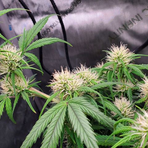 Speakeasy Sidecar Auto Front Pot X growlog timeline photo