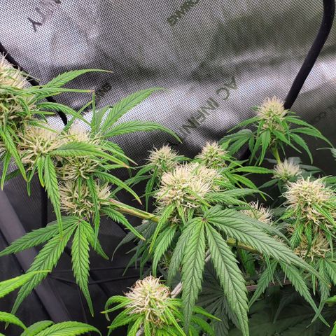 Speakeasy Sidecar Auto Front Pot X growlog timeline photo