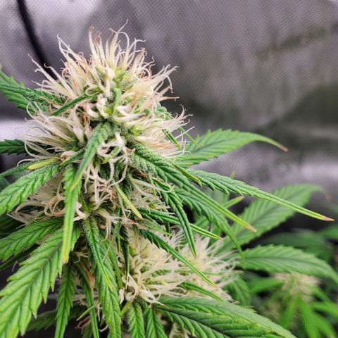 Speakeasy Sidecar Auto Front Pot X growlog timeline photo