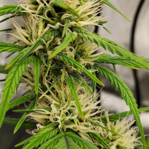 Speakeasy Sidecar Auto Front Pot X growlog timeline photo