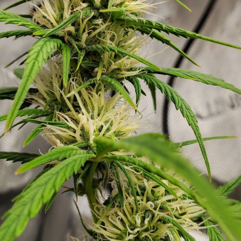 Speakeasy Sidecar Auto Front Pot X growlog timeline photo