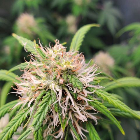 Speakeasy Sidecar Auto Front Pot X growlog timeline photo
