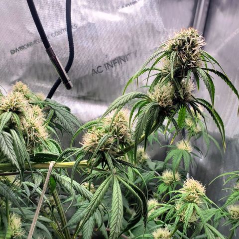 Speakeasy Sidecar Auto Front Pot X growlog timeline photo