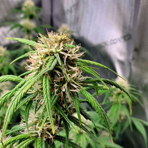 Speakeasy Sidecar Auto Front Pot X growlog timeline photo
