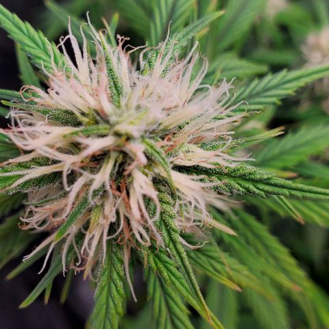 Speakeasy Sidecar Auto Front Pot X growlog timeline photo