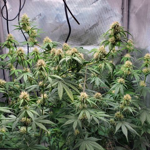 Speakeasy Sidecar Auto Front Pot X growlog timeline photo