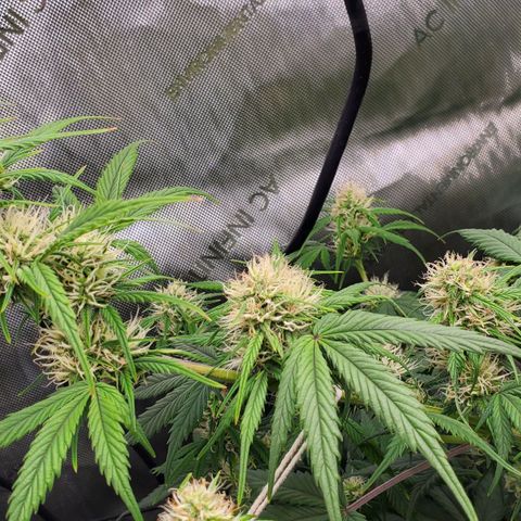 Speakeasy Sidecar Auto Front Pot X growlog timeline photo