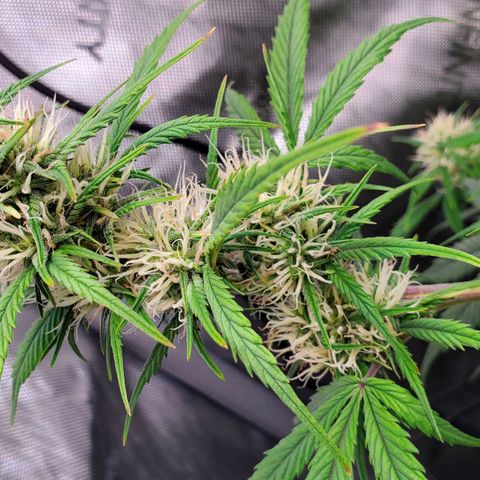 Speakeasy Sidecar Auto Front Pot X growlog timeline photo