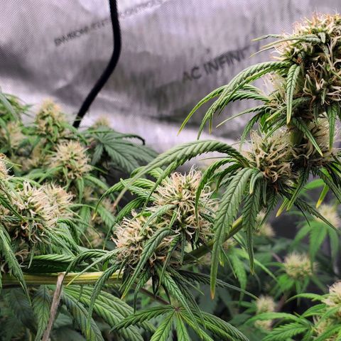 Speakeasy Sidecar Auto Front Pot X growlog timeline photo