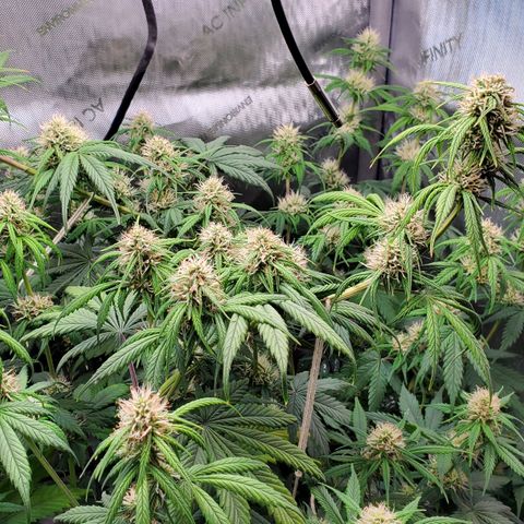 Speakeasy Sidecar Auto Front Pot X growlog timeline photo