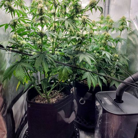 Speakeasy Sidecar Auto Front Pot X growlog timeline photo