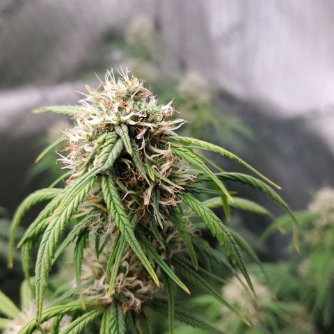 Speakeasy Sidecar Auto Front Pot X growlog timeline photo