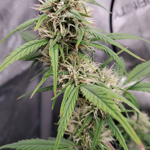 Speakeasy Sidecar Auto Front Pot X growlog timeline photo