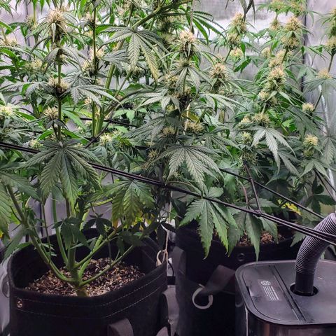 Speakeasy Sidecar Auto Front Pot X growlog timeline photo