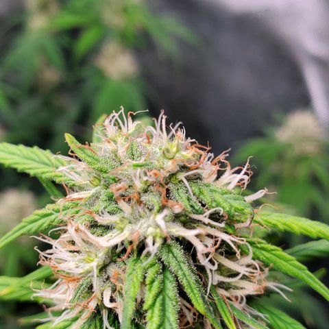 Speakeasy Sidecar Auto Front Pot X growlog timeline photo