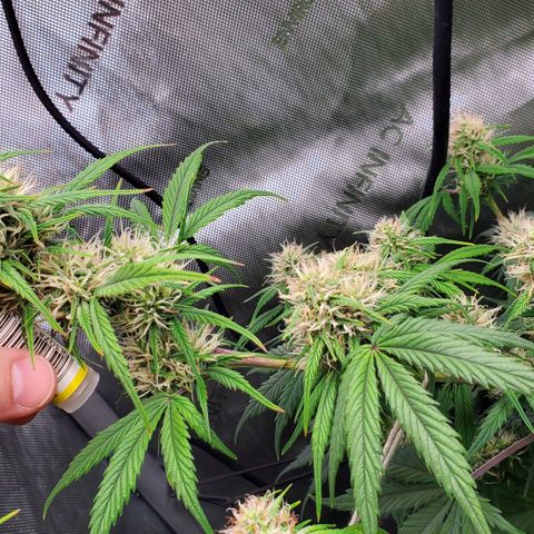 Speakeasy Sidecar Auto Front Pot X growlog timeline photo