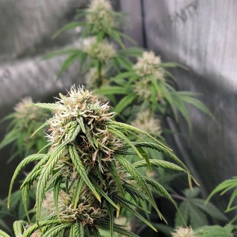 Speakeasy Sidecar Auto Front Pot X growlog timeline photo