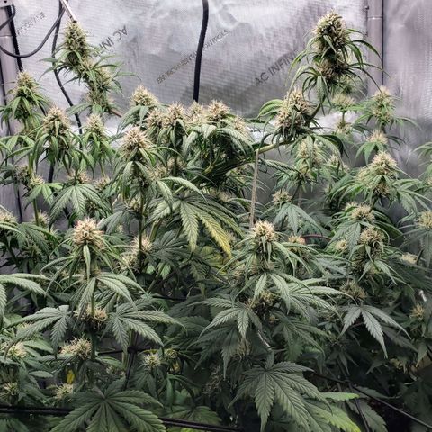 Speakeasy Sidecar Auto Front Pot X growlog timeline photo