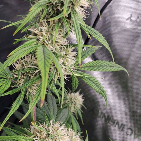 Speakeasy Sidecar Auto Front Pot X growlog timeline photo