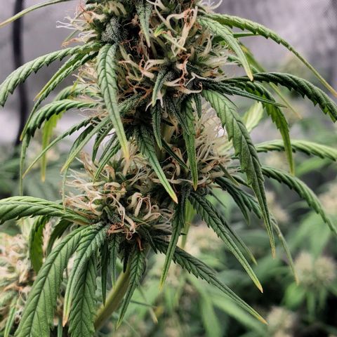 Speakeasy Sidecar Auto Front Pot X growlog timeline photo
