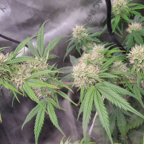 Speakeasy Sidecar Auto Front Pot X growlog timeline photo