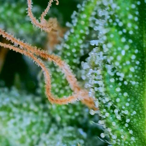 Speakeasy Sidecar Auto Front Pot X growlog timeline photo