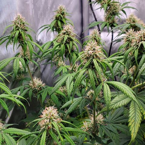 Speakeasy Sidecar Auto Front Pot X growlog timeline photo