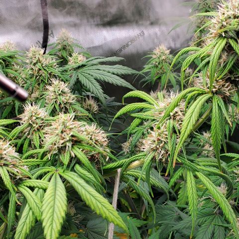 Speakeasy Sidecar Auto Front Pot X growlog timeline photo