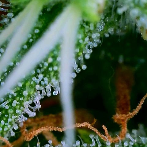 Speakeasy Sidecar Auto Front Pot X growlog timeline photo