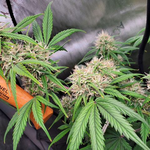 Speakeasy Sidecar Auto Front Pot X growlog timeline photo