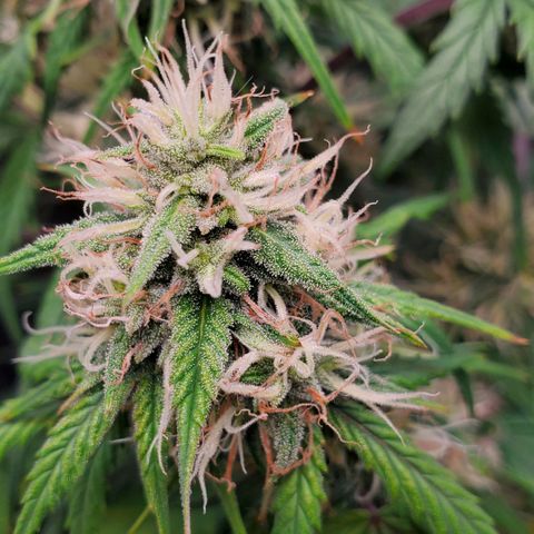 Speakeasy Sidecar Auto Front Pot X growlog timeline photo