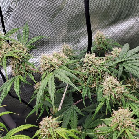 Speakeasy Sidecar Auto Front Pot X growlog timeline photo