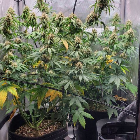 Speakeasy Sidecar Auto Front Pot X growlog timeline photo