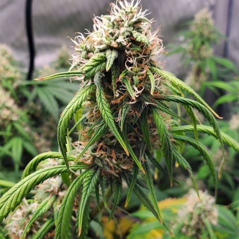 Speakeasy Sidecar Auto Front Pot X growlog timeline photo