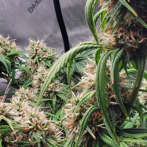 Speakeasy Sidecar Auto Front Pot X growlog timeline photo