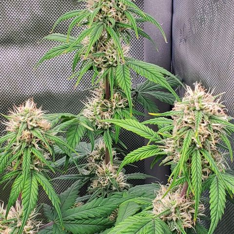 Speakeasy Sidecar Auto Front Pot X growlog timeline photo