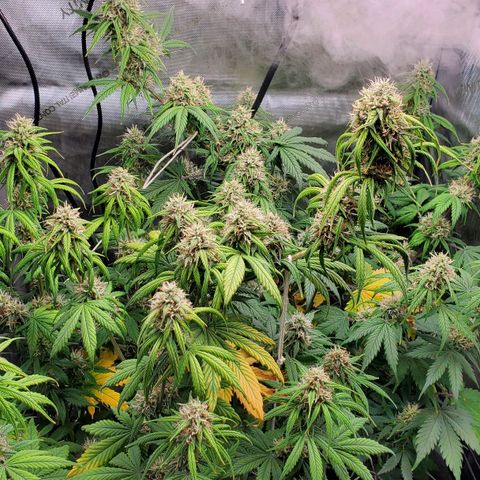 Speakeasy Sidecar Auto Front Pot X growlog timeline photo