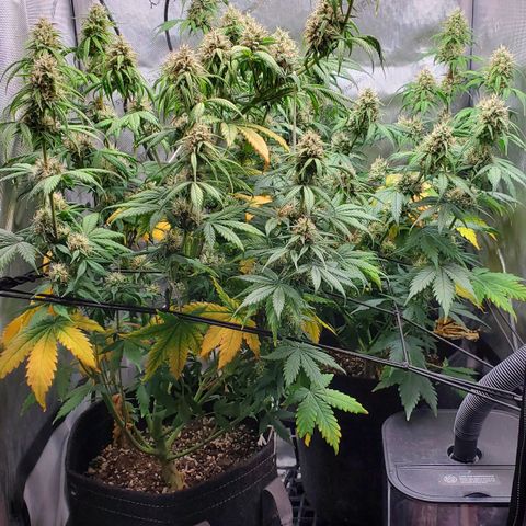 Speakeasy Sidecar Auto Front Pot X growlog timeline photo