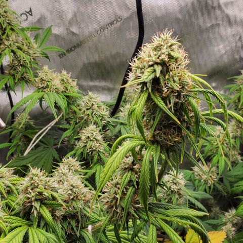 Speakeasy Sidecar Auto Front Pot X growlog timeline photo