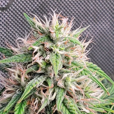 Speakeasy Sidecar Auto Front Pot X growlog timeline photo