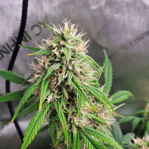 Speakeasy Sidecar Auto Front Pot X growlog timeline photo
