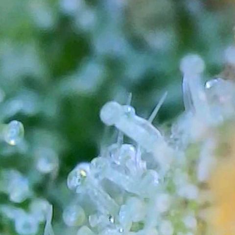 Speakeasy Sidecar Auto Front Pot X growlog photo: Spots on one leaf - front plant
