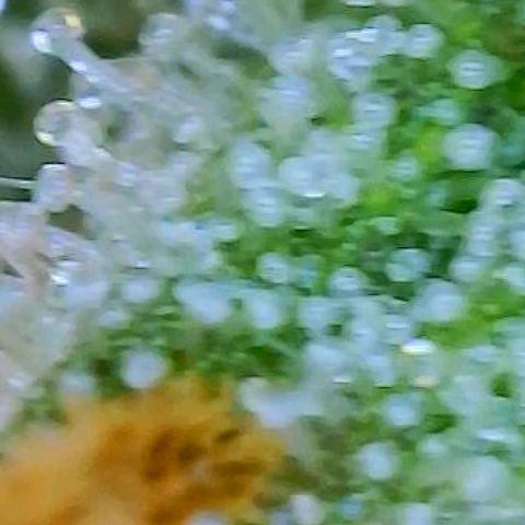 Speakeasy Sidecar Auto Front Pot X growlog photo: Spots on one leaf - front plant